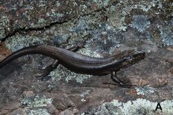 Egernia roomi, around 2019, 3.jpg