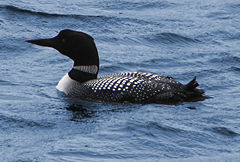 Common loon or great northern diver Gavia immer