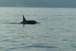 A killer whale with a tall, sharply pointed dorsal fin. Its saddle and eye patches are dark grey.