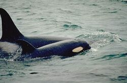 Two killer whales, one large and one small, swim close together. Their dorsal fins curve backward.