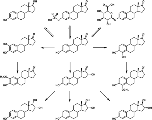 Graphic of the metabolic pathway of estradiol in humans