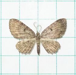 緣白星波尺蛾 Collix stellata Warren, 1894 (15345005804).jpg