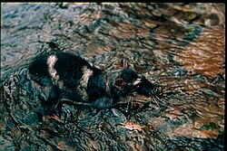 Yapok (Chironectes minimus), Uruguay, 1998.jpg