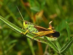 Acrididae - Chorthippus scalaris.JPG