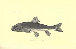 Catostomus conchos 1902.jpg