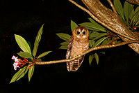 African wood owl.jpg