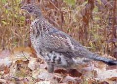 Ruffed grouse