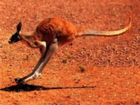 Redkangaroo1.png