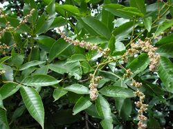 Vitex altissima L.f.jpg
