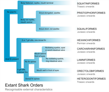 Identification of the 8 extant shark orders