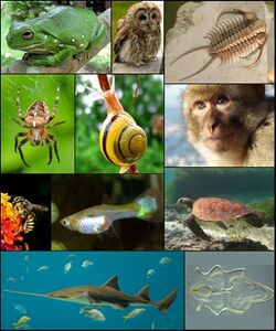 Animal diversity October 2007 with Trilobite.jpg