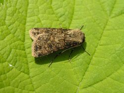 Agrotis clavis FvL.jpg