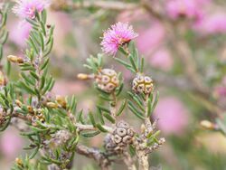 Melaleuca societatis (leaves, flowers, fruits).JPG