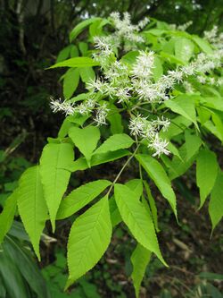 Fraxinus lanuginosa f. serrata 1.JPG