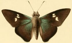 Thracides cilissa.JPG