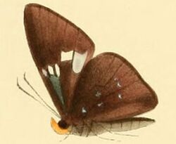 Thracides cilissa1.JPG