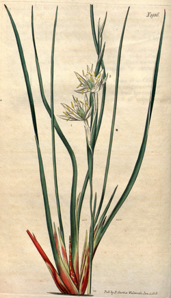 Pleea tenuifolia CBM.png