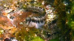 Germain's Blenny-Omobranchus germaini.jpg