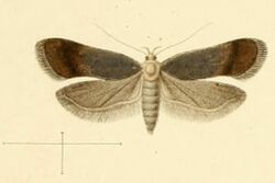 Anacampsis hirsutella.jpg