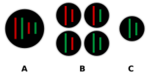 Hybridogenesis in water frogs gametes.svg