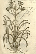 John Gerard's illustration