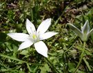 Side view of flower