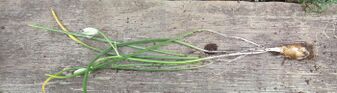 Entire plant after digging up