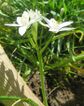 Arrangement of floers in inflorescence