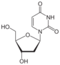 Chemical structure of deoxyuridine