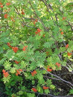 Sorbus aucuparia aka rowan.jpg