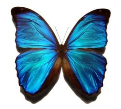 Blue morpho butterfly.jpg