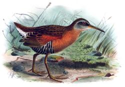 Rallus aequatorialis Keulemans.jpg