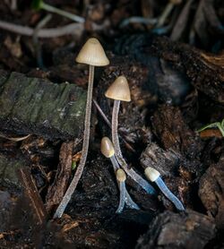 2020-11-23 Mycena amicta (Fr.) Quél 1282158.jpg