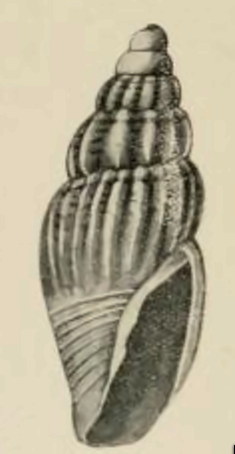 Apaturris costifera 001.jpg