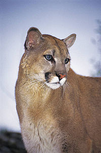 Wildlife mtn lion.jpg