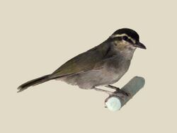 Green Hylia specimen RWD.jpg