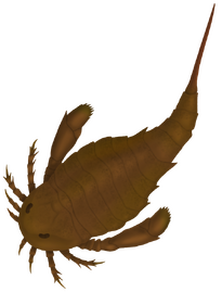 Adelophthalmus was the only genus of eurypterine eurypterid that survived past the Devonian