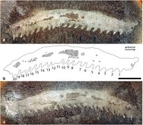 Helenodora inopinata, a stem-group onychophoran known from Illinois