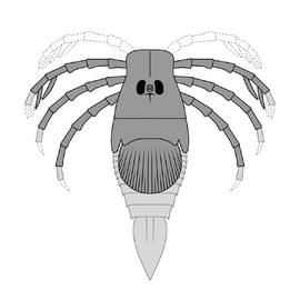 Megarachne was a large freshwater eurypterid from South America that was originally misidentified as a spider