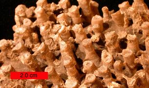 Tabulate coral (a syringoporid); Boone Limestone (lower Carboniferous) near Hiwasse, Arkansas