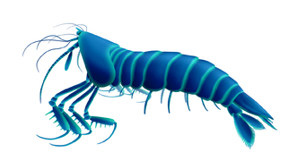 Daidal was a basal species of Mantis shrimp (stomatopoda)