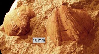 Syringothyris sp.; a spiriferid brachiopod from the Logan Formation (lower Carboniferous) of Wooster, Ohio (internal mold)