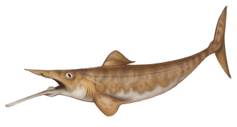 Ornithoprion was a small-sized Eugeneodont holocephalan that had an elongated lower jaw.