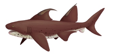 Dracopristis was a Ctenacanthiform elasmobranch from the late Carboniferous of New Mexico.