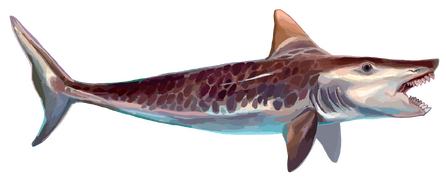 Edestus was a large eugeneodontid fish that possessed two tooth whorls in its mouth