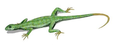 Petrolacosaurus, the earliest known diapsid reptile, lived during the late Carboniferous.