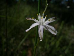 Caesia parviflora.jpg
