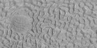 Brain terrain being formed, as seen by HiRISE under HiWish program