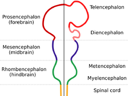 The nervous system is shown as a rod with protrusions along its length. The spinal cord at the bottom connects to the hindbrain which widens out before narrowing again. This is connected to the midbrain, which again bulges, and which finally connects to the forebrain which has two large protrusions.