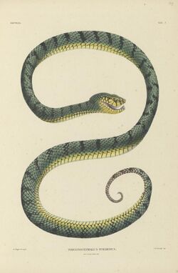 Trigonocephalus formosus.jpg